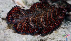 marine-biota-kepulauan-seribu-jakarta-8.jpg