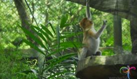 ragunan-zoo-jakarta-2.jpg